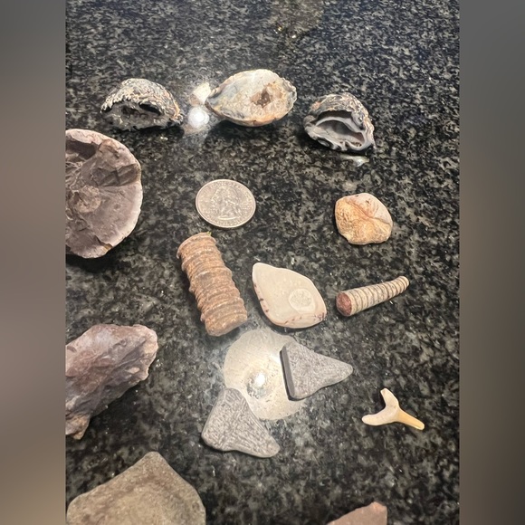 This fossil collection has vertebrae rocks, geodes Geodes, that’s not cracked. - Picture 3 of 4